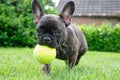 A Cute Adorable Brown And Black French Bulldog Dog Is Playing In The Grass With A Yellow Ball