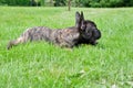 A cute adorable brown and black French Bulldog Dog puppy is lying in the grass with a cute expression in the wrinkled face Royalty Free Stock Photo