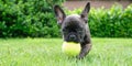 A Cute Adorable Brown And Black French Bulldog Dog, Puppy Is Playing In The Grass With A Yellow Ball