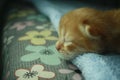 The cute and adorable brown kitten is fast asleep in his bed Royalty Free Stock Photo