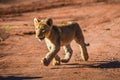 Cute and adorable brown lion cubs running and playing in a game reserve in Johannesburg South Africa