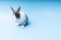 Cute adorable brown and white rabbit cleaning foot while sitting on isolated blue background. Lovely baby bunny alone sit on blue Royalty Free Stock Photo