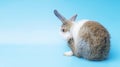 Cute adorable brown and white rabbit cleaning foot while sitting on isolated blue background. Lovely baby bunny alone sit on blue Royalty Free Stock Photo