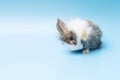 Cute adorable brown and white rabbit cleaning foot while sitting on isolated blue background. Lovely baby bunny alone sit on blue Royalty Free Stock Photo