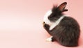 Cute adorable brown and white rabbit cleaning furry while sitting on isolated pink background. Lovely baby bunny alone sit on blue Royalty Free Stock Photo