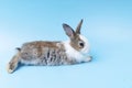 rabbit lying on isolated blue background. Lovely baby bunny alone sit on blue background. Easter Royalty Free Stock Photo