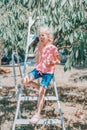 Cute adorable Caucasian girl standing on ladder and picking eating berries on farm. Happy farmer gather seasonal cherry harvest