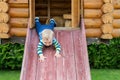 Cute adorable caucasian toddler boy having fun sliding down wooden slide at eco-friendly natural playground at backyard in autumn Royalty Free Stock Photo