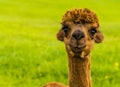 A cute and adorable chestnut coloured Alpaca in Charnwood Forest, UK on a spring day