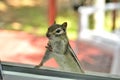 A cute adorable chipmunk with both front paws, feet on the window, looking inside my house.