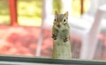 A cute adorable chipmunk with both front paws, feet on the window, looking inside my house.