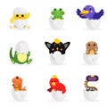 Cute adorable colorful newborn animal characters set, funny reptile and birds in egg shell cartoon Illustration