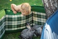 Cute adorable curious caucasian blond toddler boy make mat fence for rabbit and look discover domestic animal life. Funny child Royalty Free Stock Photo