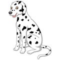 Cute and adorable dalmatian dog sitting on floor