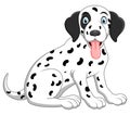 Cute and adorable dalmatian dog sitting on floor