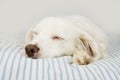 CUTE DOG SLEEPING ON OWNER`S STRIPED BED Royalty Free Stock Photo