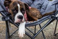 Cute and Adorable Female Boxer Dog laying on a cozy camping chair