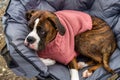 Cute and Adorable Female Boxer Dog laying on a cozy camping chair Royalty Free Stock Photo