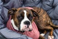 Cute and Adorable Female Boxer Dog laying on a cozy camping chair Royalty Free Stock Photo