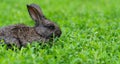 Cute adorable fluffy rabbit grazing on green grass. Little cute rabbit walking on meadow in green garden on bright sunny