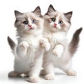 cute and adorable fluffy ragdoll kittens on white
