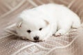 Cute adorable fluffy white spitz dog puppy Royalty Free Stock Photo