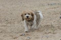 Cute adorable French basset hound dog walking on the beach