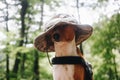 Adorable cute dog in human outdoor hat Royalty Free Stock Photo