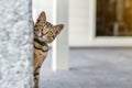 Cute adorable funny small tabby kitten peeking around wall outdoors. Beautiful young little cat playing at home backyard Royalty Free Stock Photo