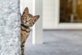 Cute adorable funny small tabby kitten peeking around wall outdoors. Beautiful young little cat playing at home backyard