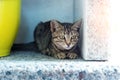 Cute adorable funny small tabby kitten sitting in dark corner while hunting or stalking outdoors. Beautiful young little cat