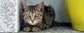 Cute adorable funny small tabby kitten sitting in dark corner while hunting or stalking outdoors. Beautiful young little Royalty Free Stock Photo