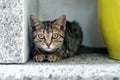 Cute adorable funny small tabby kitten sitting in dark corner while hunting or stalking outdoors. Beautiful young little cat Royalty Free Stock Photo