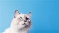 Cute adorable furry cat of radgoll breed on blue background