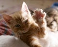 Cute adorable ginger says hi baby kitten portrait shot Royalty Free Stock Photo