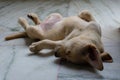 CUTE AND ADORABLE GOLDEN LABRADOR PUPPY	 SLEEPING IN WEIRD WAY Royalty Free Stock Photo