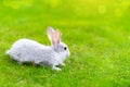 Cute adorable grey fluffy rabbit sitting on green grass lawn at backyard. Small sweet white bunny walking by meadow in Royalty Free Stock Photo