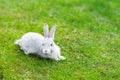 Cute adorable grey fluffy rabbit sitting on green grass lawn at backyard. Small sweet white bunny walking by meadow in Royalty Free Stock Photo