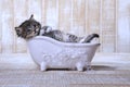 Cute Adorable Kitten in A Bathtub Relaxing