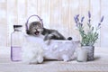 Cute Adorable Kitten in A Bathtub Relaxing