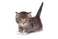 Cute Adorable Kitten Perfect for a Calendar