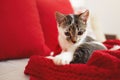 A cute adorable kitten sitting on a sofa