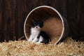 Cute Adorable Kittens in a Barn Setting With Hay