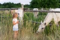 Cute adorable little blond caucasian kid girl meet beautiful white horse near wooden fence at countryside ranch or farm on summer Royalty Free Stock Photo