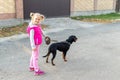 Cute adorable little blond caucasian kid girl walking with german terrier puppy dog leash on sunny day. Animal domestic Royalty Free Stock Photo