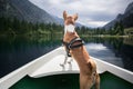 Basenji dog sits on boat at alpine lake Royalty Free Stock Photo