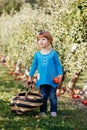 Cute adorable little red-haired Caucasian girl child with blue eyes picking apples in garden on farm Royalty Free Stock Photo