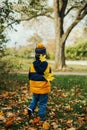 Cute adorable little toddler boy child in jacket and hat walking away in autumn fall park with yellow maple leaves stuck to his ba Royalty Free Stock Photo