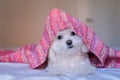cute adorable maltese dog lying ob bed, wearing a pink hood. Fun and pets
