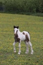 Newborn Standing Baby Foal In A Grassy Field